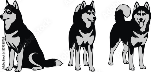 Husky dog illustration set, sitting and standing poses, black and white canine vector artwork