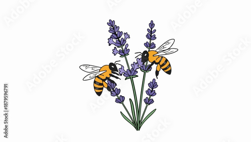 Two bees collecting nectar from lavender flowers