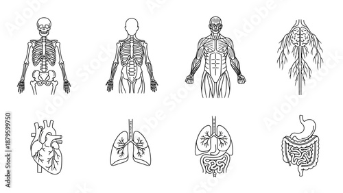 Human Body System Outline Icon Pack – Skeleton, Muscles, Nervous, Circulatory, Respiratory, Digestive