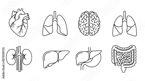 Healthcare Organ Outline Collection – Modern Minimal Medical Illustration