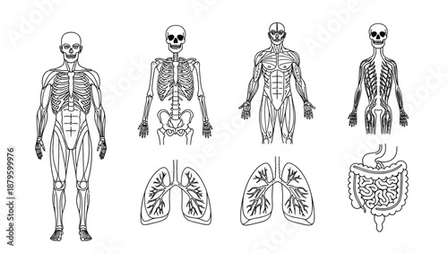 Minimalist Medical Anatomy Line Icons – Modern Vector Set, Infographic Ready, Black Stroke