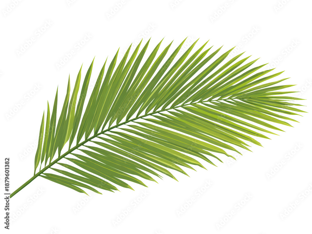Fototapeta premium A leafy green palm tree leaf is shown in full color