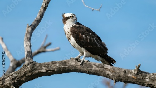 An osprey perches on a dead branch, with its distinct black-and-white plumage clearly visible, showing the raptor's sharpness and calmness against a clear blue sky.