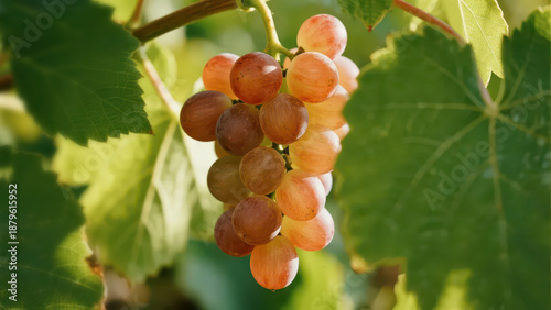 A cluster of soft pinkish-white grapes hangs on the vine, plump and vibrant against sunlight and green leaves, showing the fresh texture of rural fruits.