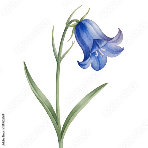 Watercolor bluebell flower plant, delicate bell bloom painting calm botanical art