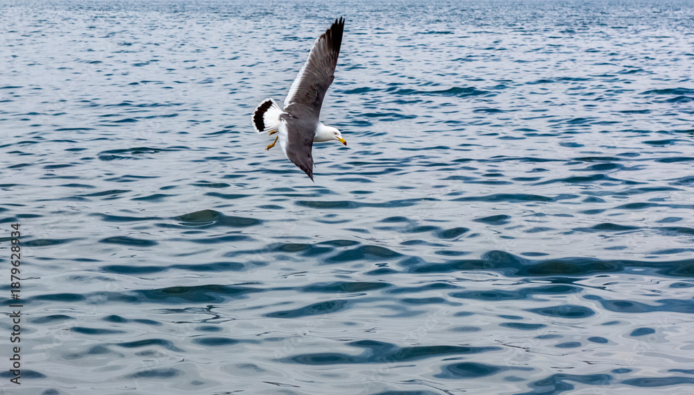 Fototapeta premium Seagull flying over the sea.