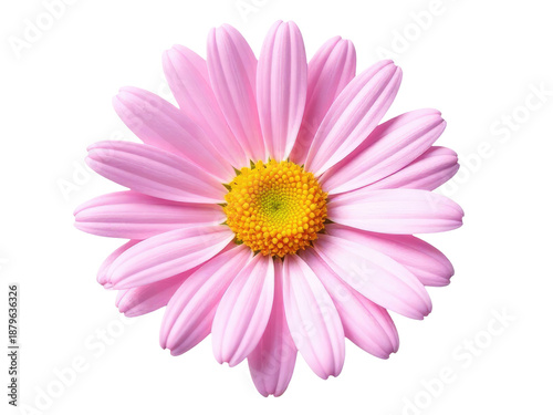 A single pink flower on a white background