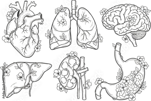 Hand Drawn Human Organs Set with Floral Elements Line Art Illustration