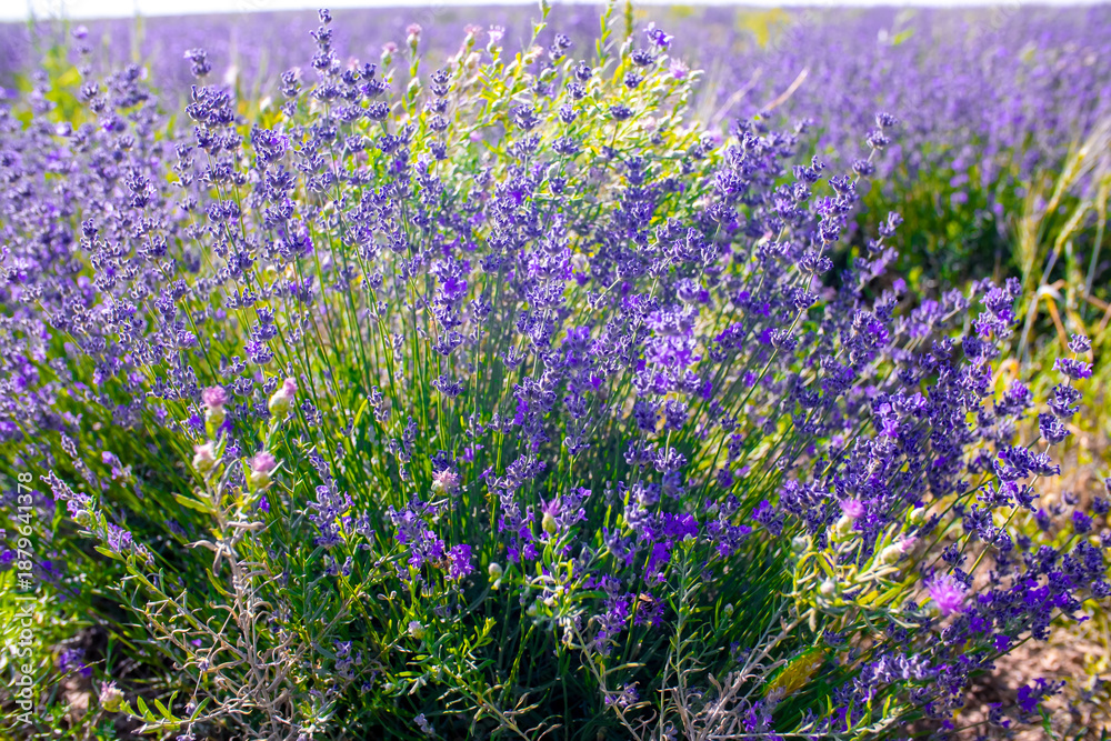Naklejka premium Spring lavender flowers under sunlight. Lilac flowers close up. Beautiful landscape of nature with a panoramic view. Hi spring. long banner