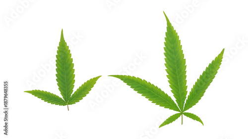Green cannabis leaves on a white background.