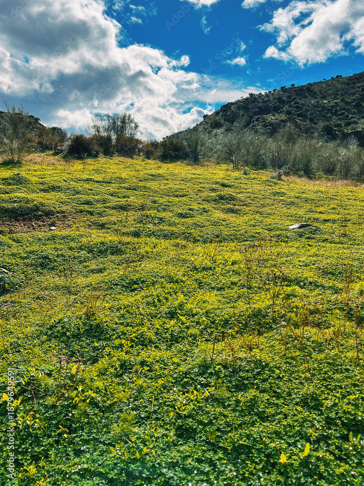 Obraz premium Hill slope covered in green sourgrass under a blue sky with clouds in Andalusian hilly landscape.