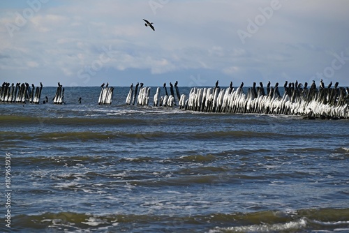 Cormorant or raven on a wooden pier.