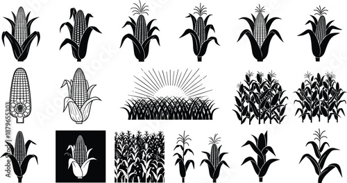 Corn and maize illustration collection, agricultural crop silhouettes, harvest plant icons, black and white farming elements, vintage rural vector design set