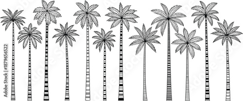 Hand drawn palm tree illustration collection, tropical summer plants, exotic nature silhouettes, black and white botanical vector set, minimal island style design