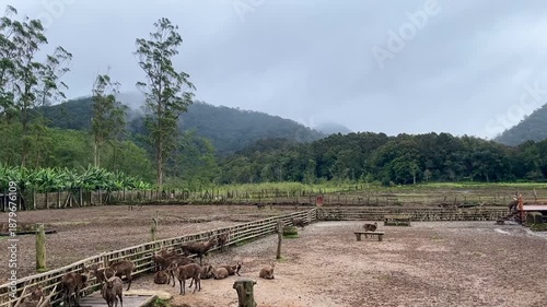 A Group of Deer Resting in a Muddy Enclosure with Scenic Mountain and Forest Background under Cloudy Sky