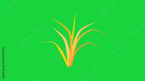 The yellow grass is swaying in the wind animation video with green screen