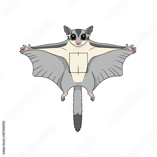 Sugar Glider Flying with Outstretched Wings and Tail