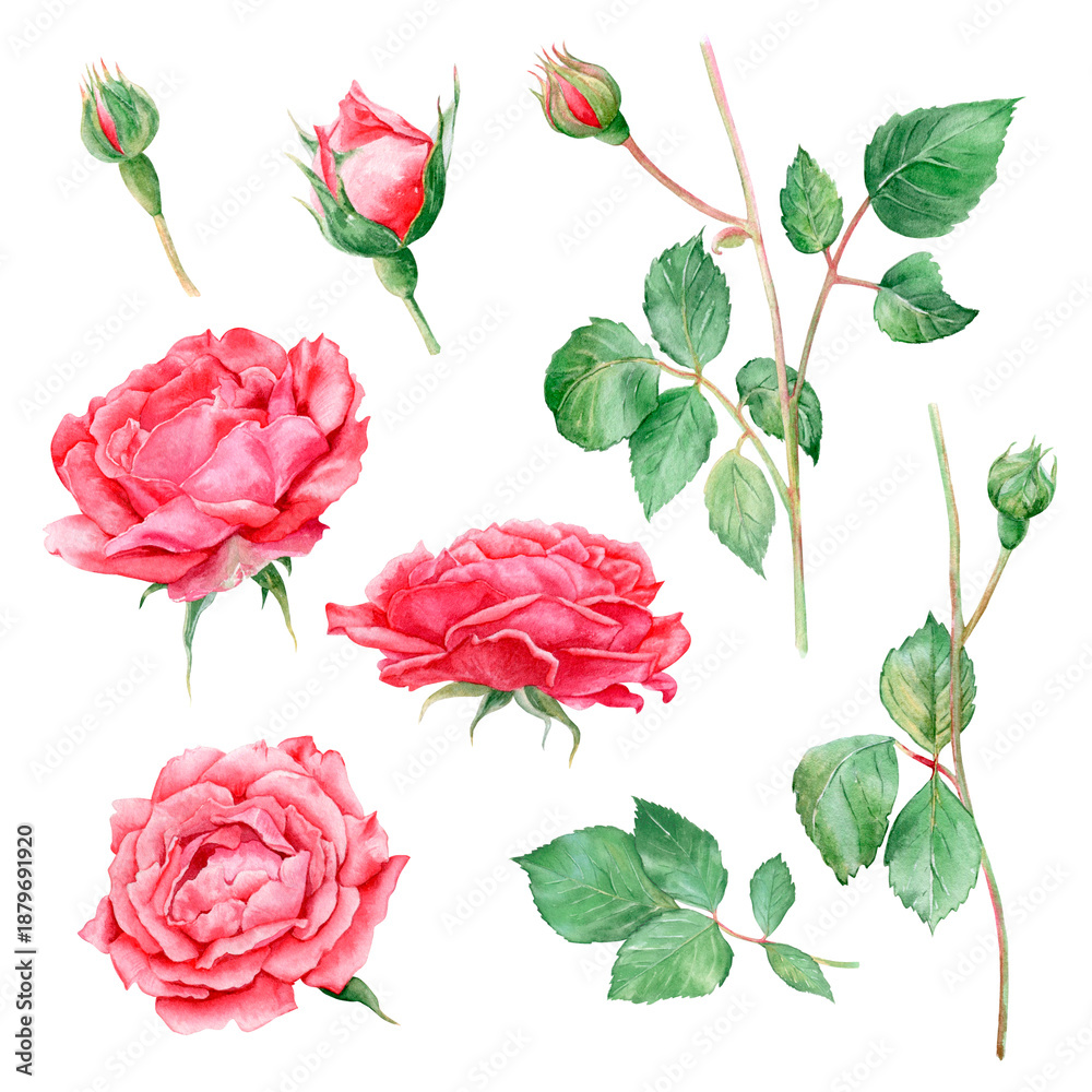 custom made wallpaper toronto digitalRed roses watercolor illustrations, set of elements: rose buds and branches with leaves. Hand-drawn, for designing cards, invitations and textiles.