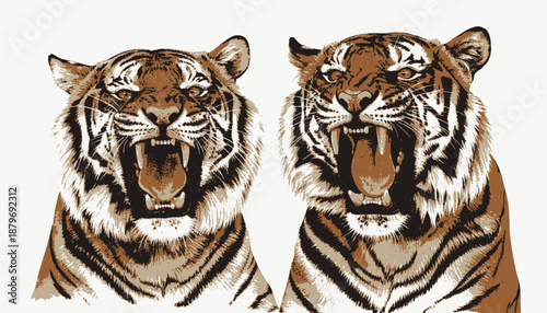 Two roaring tigers facing forward, showing teeth, brown and white tones, stripes, white background