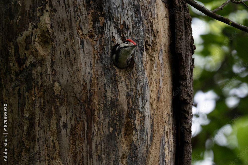 Fototapeta premium Great spotted woodpecker (Dendrocopos major) chick. With pied black and white plumage and a red patch on the lower belly, males and young birds also have red markings on the neck or head.