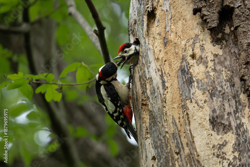 Great spotted woodpecker (Dendrocopos major) feeding his chick. With pied black and white plumage and a red patch on the lower belly, males and young birds also have red markings on the neck or head