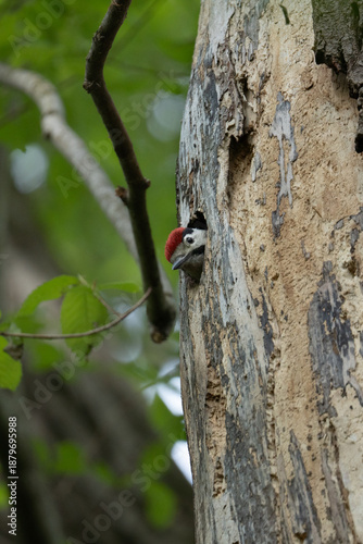 Great spotted woodpecker (Dendrocopos major) chick. With pied black and white plumage and a red patch on the lower belly, males and young birds also have red markings on the neck or head