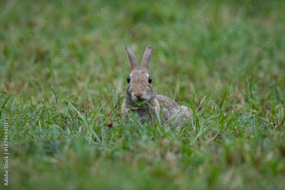 Fototapeta premium Portrait of eastern cottontail (Sylvilagus floridanus) eating, a species of rabbit in the family Leporidae. Known for its distinctive fluffy white tail, it inhabits open fields, and meadows
