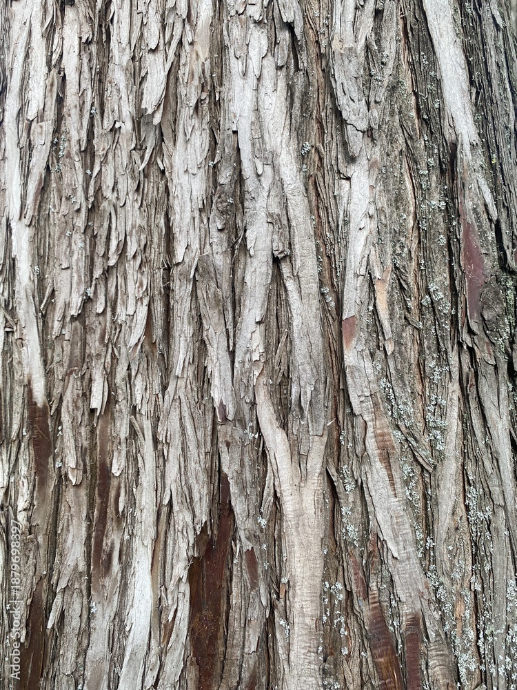 Obraz premium Rough brown tree bark texture, organic wooden pattern background