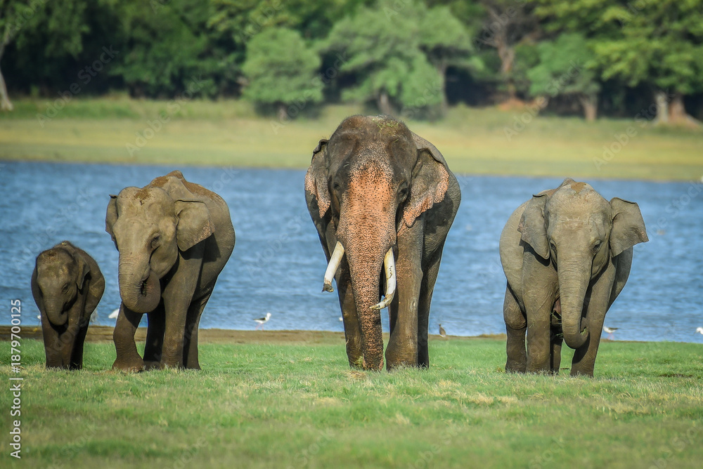 Fototapeta premium Dominant male elephant with tusks, accompanied by females and a calf, walking towards the camera in their natural wetland habitat