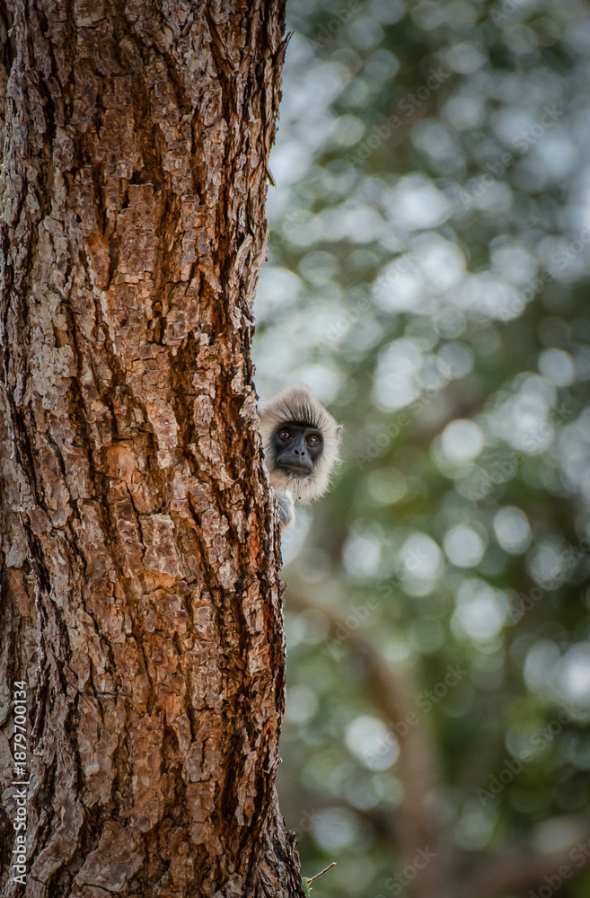 Obraz premium A curious Tufted Gray Langur (Semnopithecus priam) is peeking from behind a large tree trunk in the wild jungles of Sri Lanka