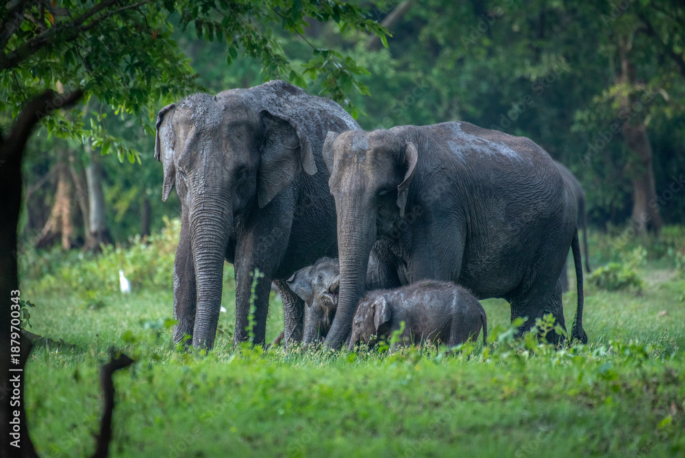 Fototapeta premium Protective mother elephants guarding their young babies in the wild. Beautiful wildlife photography showing elephant family bonds in their natural habitat