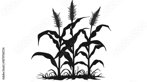 Corn Plants Silhouette Illustration.
