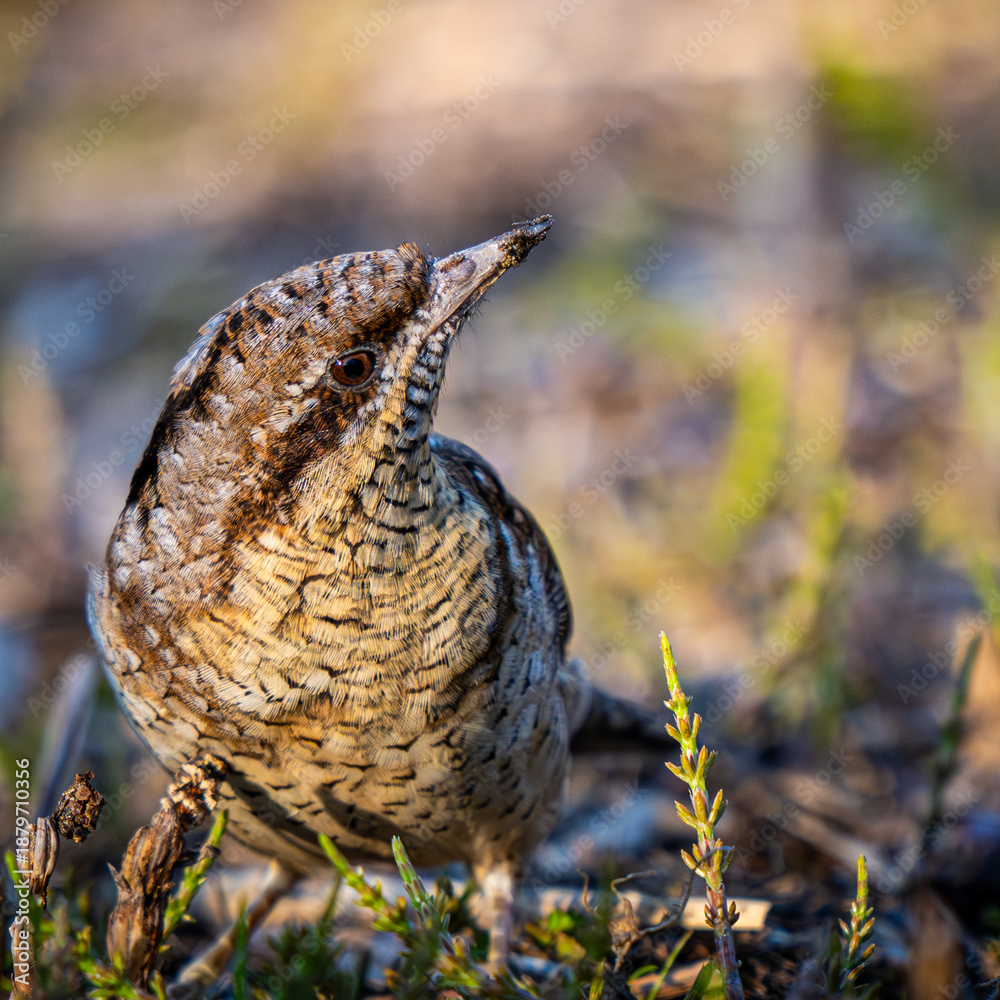 Fototapeta premium Eurasian Wryneck