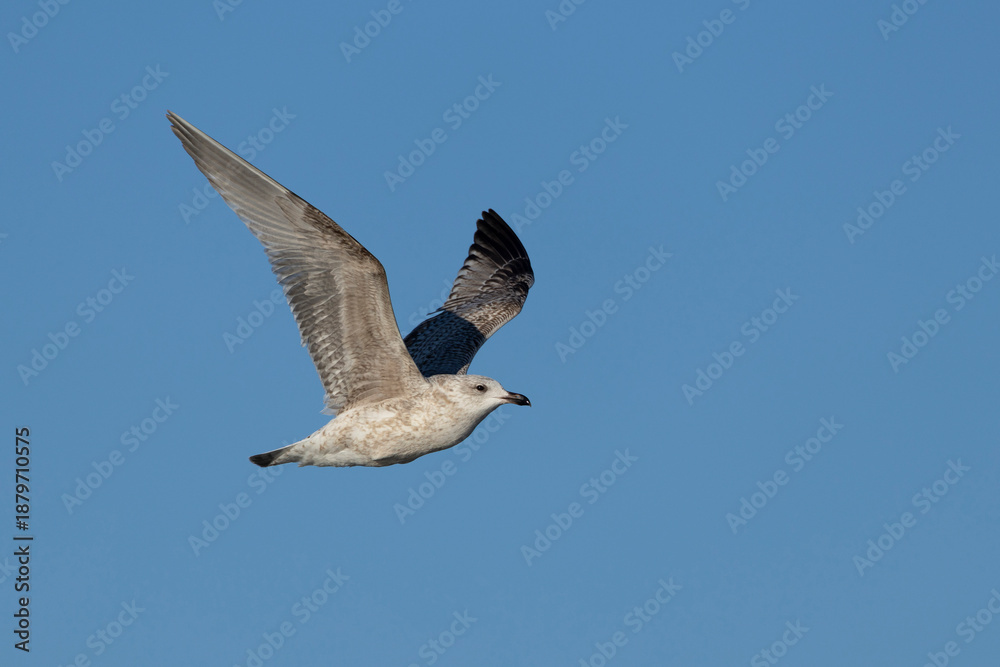 Obraz premium a juvenile herring gull (larus argentatus) in flight against the blue sky