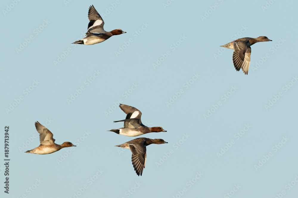 Obraz premium A flock of first year and adult eurasian widgeon (anas penelope) in flight