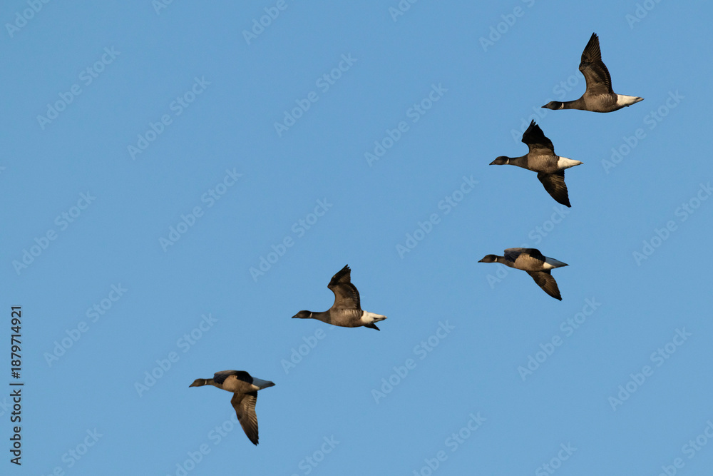 Obraz premium a flock of brent goose (branta bernicla, ssp. bernicla) in flight