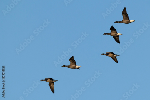 Foto a flock of brent goose (branta bernicla, ssp. bernicla) in flight