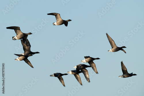 Foto a flock of brent goose (branta bernicla, ssp. bernicla) in flight