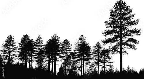 Black silhouette of a pine forest treeline with tall evergreen conifer trees and spruce timber woodland isolated on white for rustic nature landscape design. (25 words)