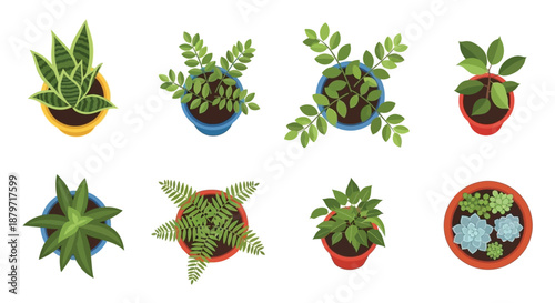 a collection of eight potted plants with various green leaves