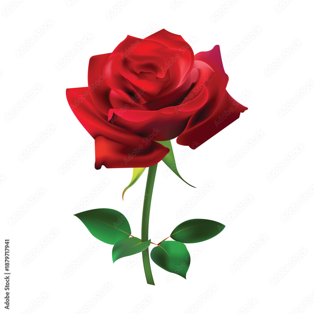Fototapeta premium single red rose