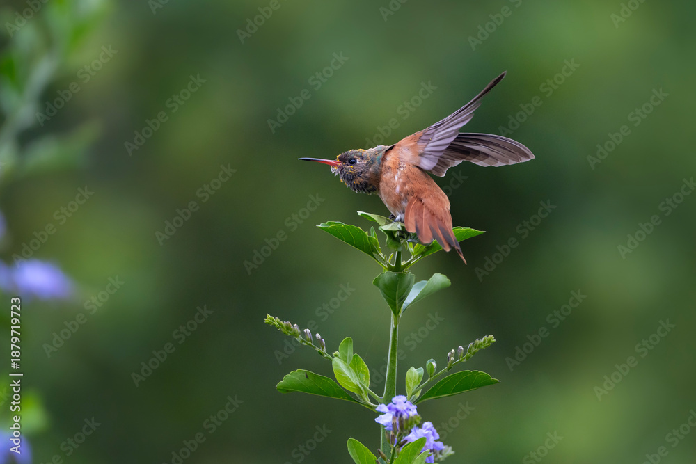Fototapeta premium Amazilia hummingbird taking off, Amazilis amazilia in Lima, Peru