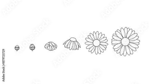Daisy flower growth sequence: from bud to full bloom in outline style