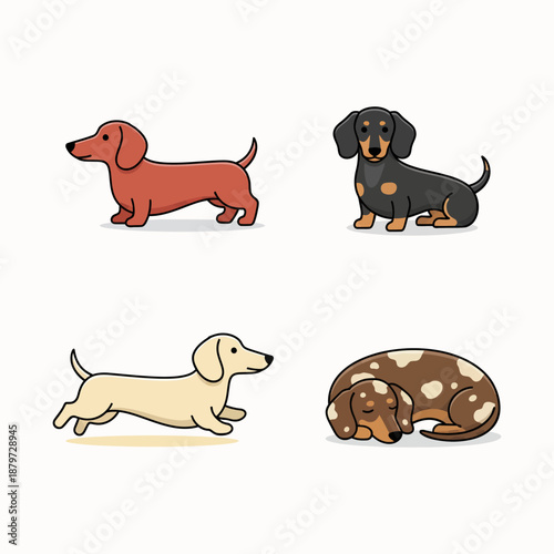 Adorable Dachshund Puppy Playing in the Park