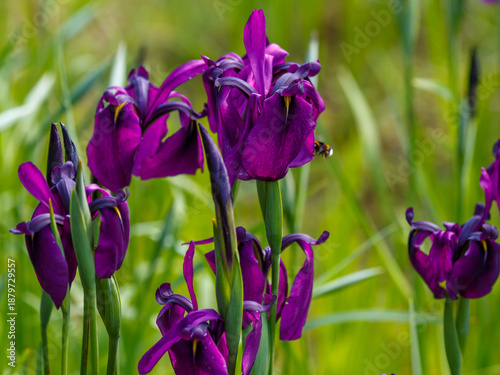 Iris ensata ( Lat. Iris ensata ) is a species of plant of the genus Iris