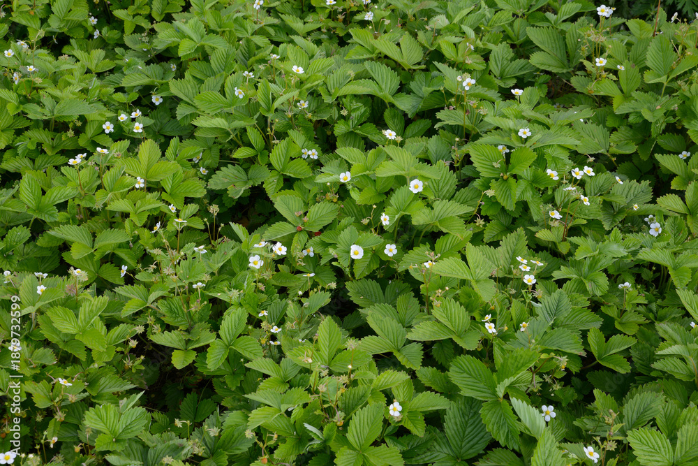Fototapeta premium Wald-Erdbeere, Fragaria vesca