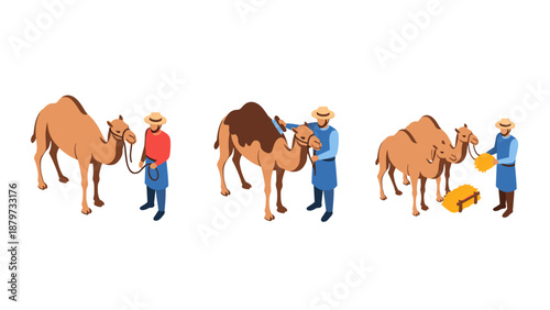 Isometric camel farming scene with farmers caring for camels