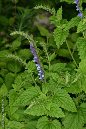 Foto Hohe Helmkraut,  Scutellaria altissima