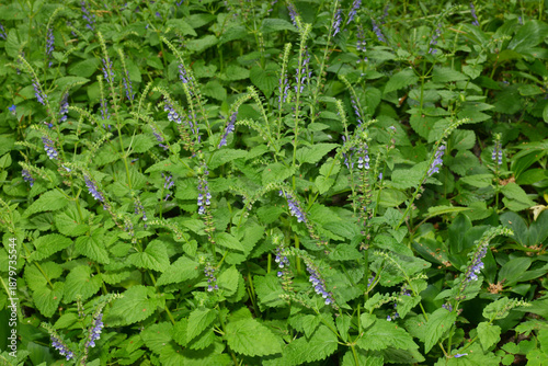 Fotografie Hohe Helmkraut,  Scutellaria altissima