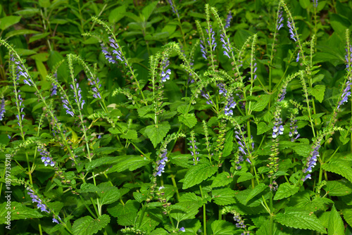 Fotografi Hohe Helmkraut,  Scutellaria altissima